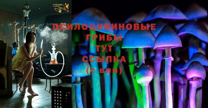 купить закладку  Кострома  Псилоцибиновые грибы Psilocybine cubensis 